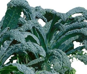 Kale Nero di Toscano