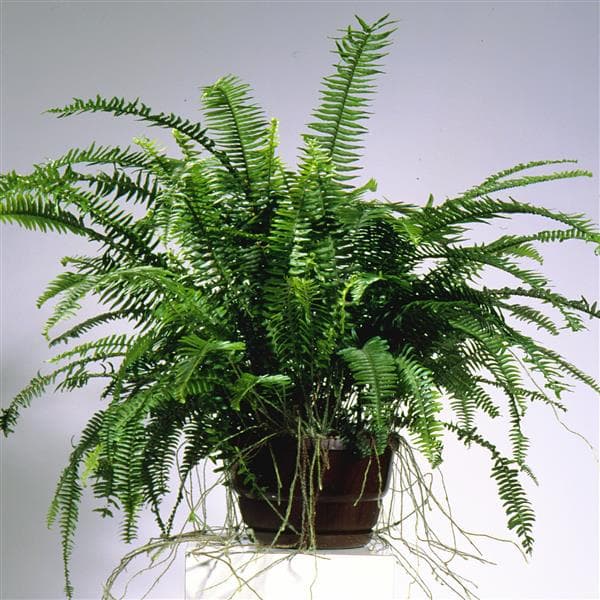 Fern Emerald Queen