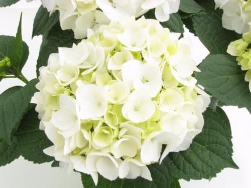 Hydrangea White