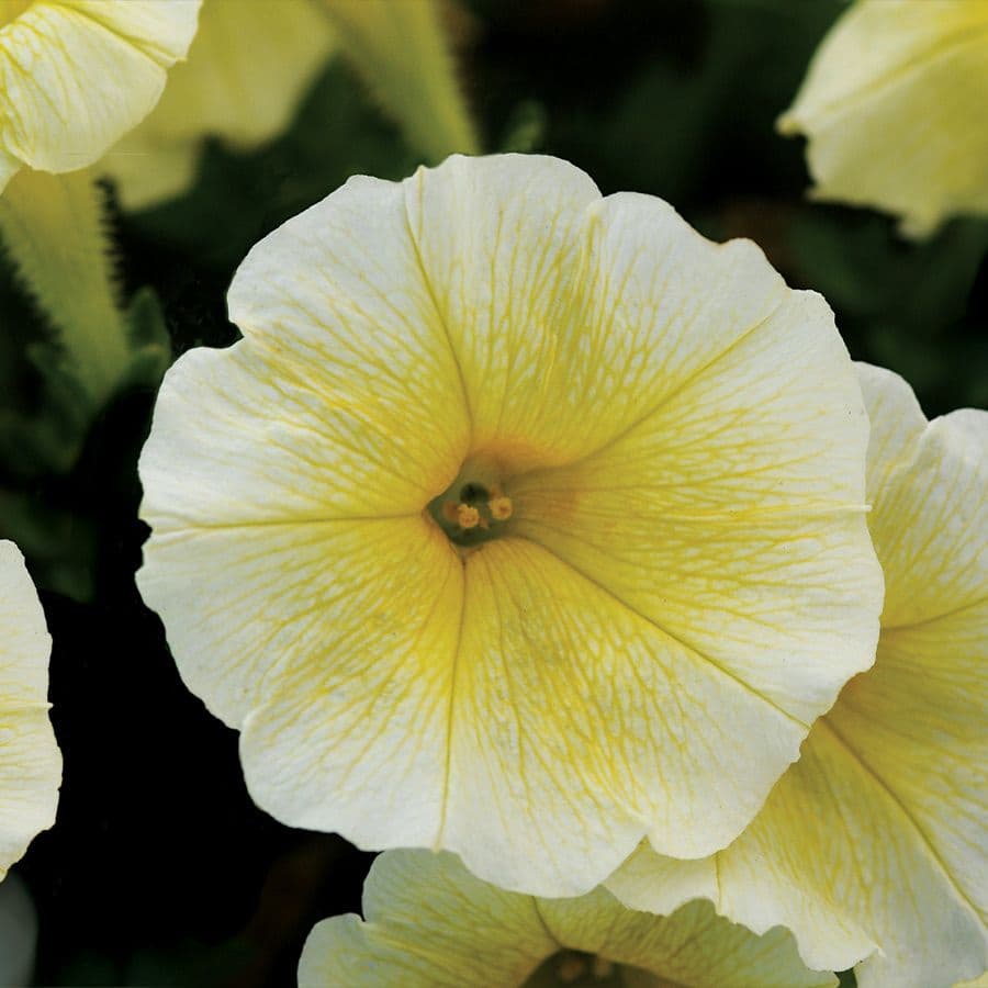 Petunia Easy Wave Yellow