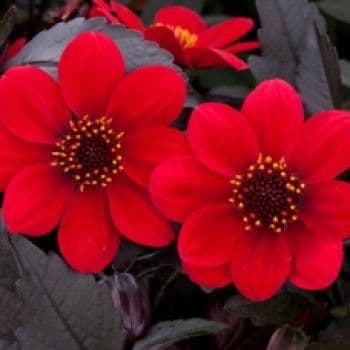 Dahlia Happy Days Cherry Red