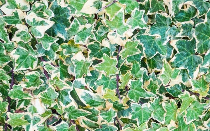 Ivy Algerian Variegated