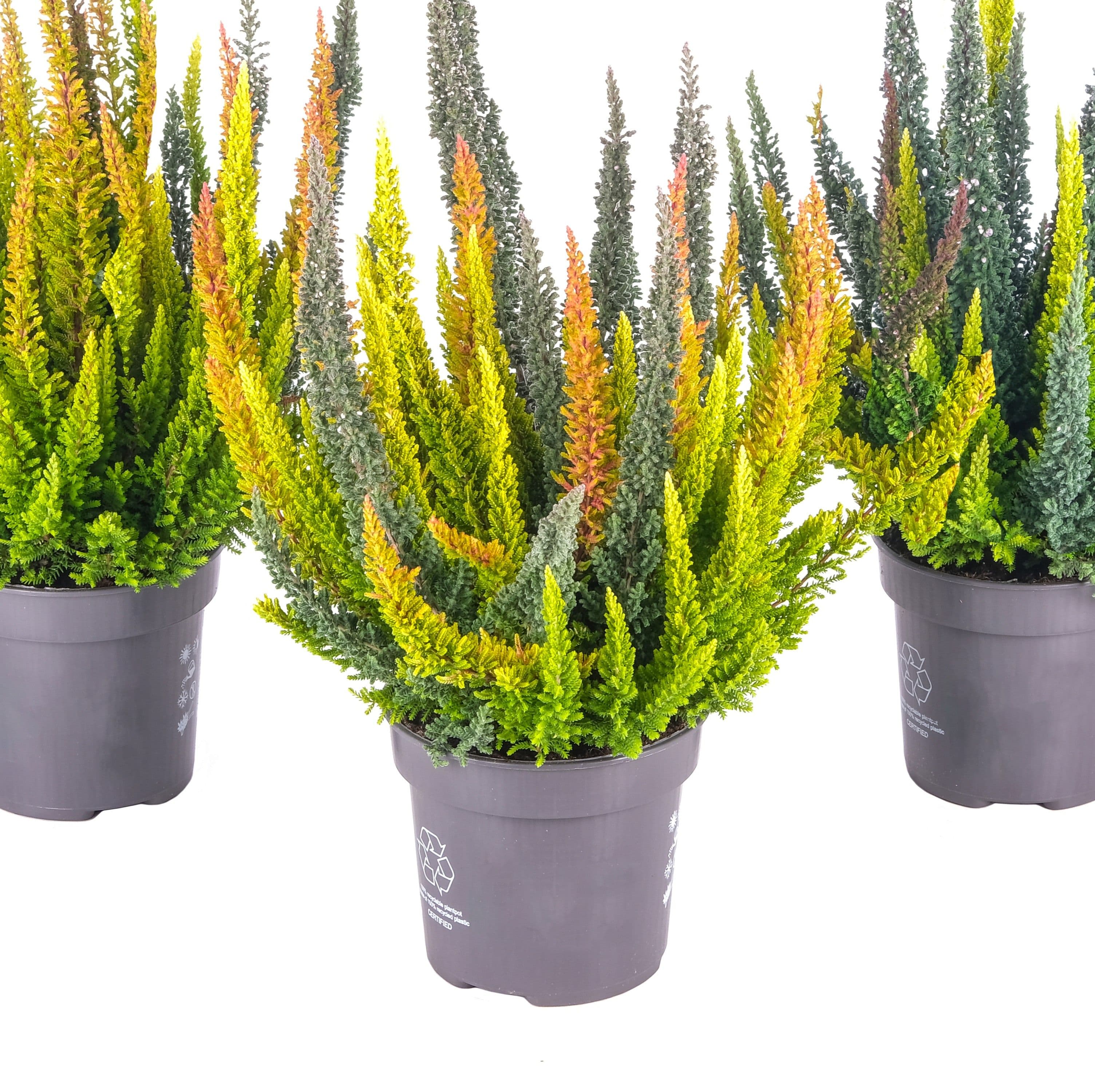 Calluna Skyline Trio Combo