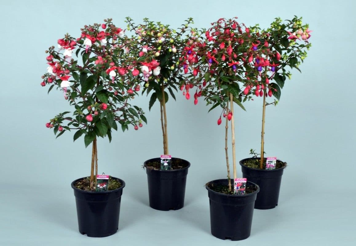 Fuchsia Standard Assorted