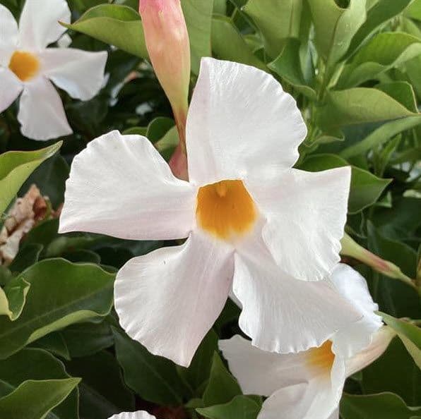 Mandevilla Madinia White