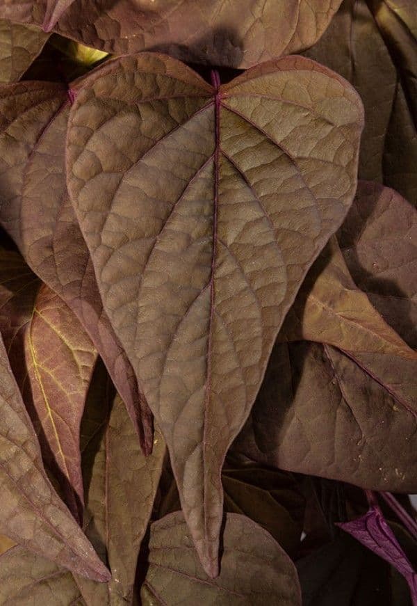 Ipomoea Sweet Georgia Heart Red