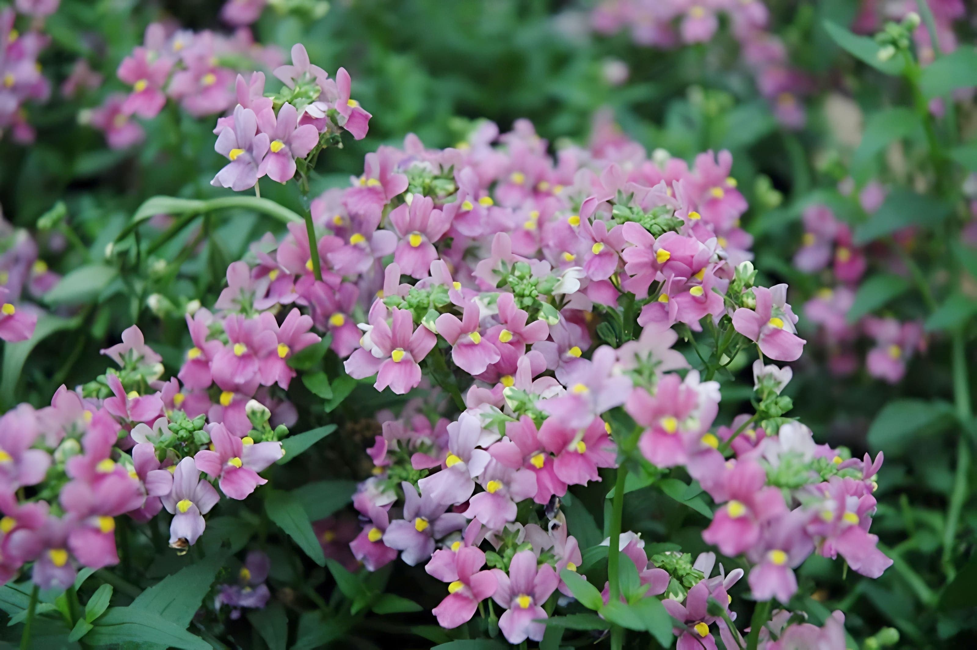 Nemesia Aromatica Rose Pink