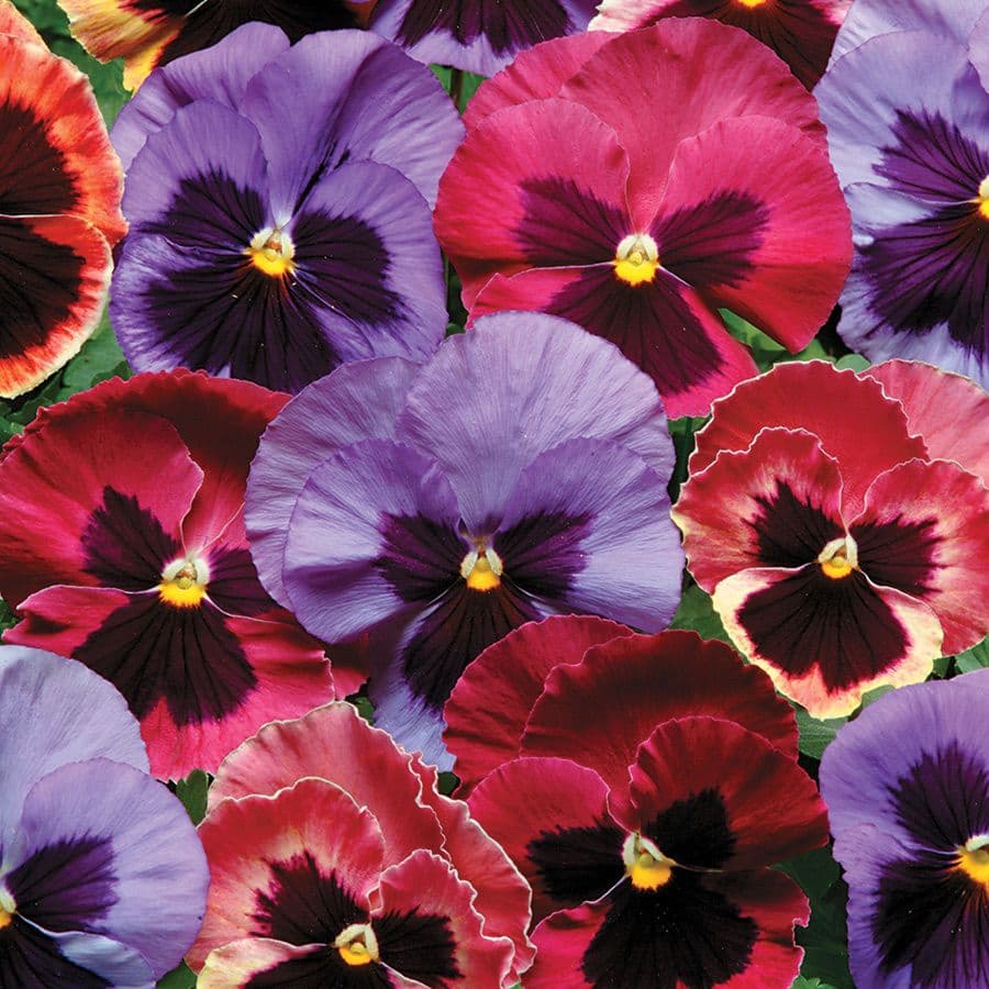 Pansy Matrix Coastal Sunrise Mix