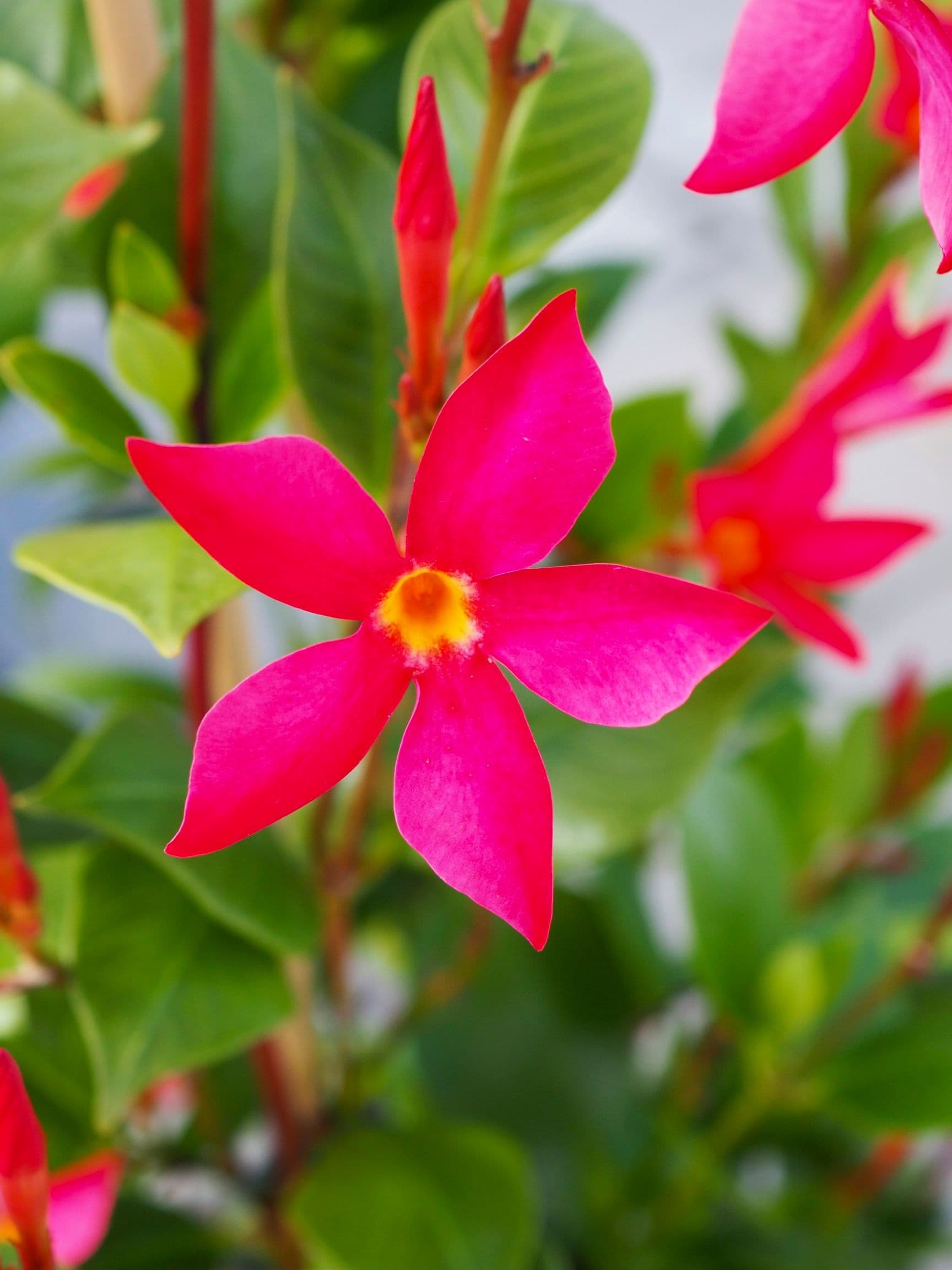 Dipladenia Hybrid Sun Parasol Firedup Coral