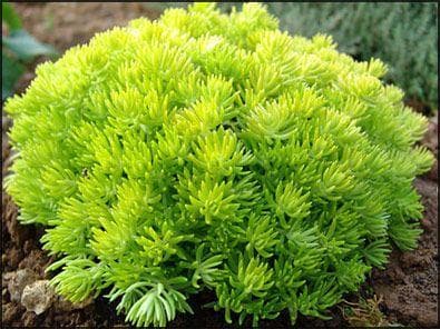 Sedum Lemon Ball
