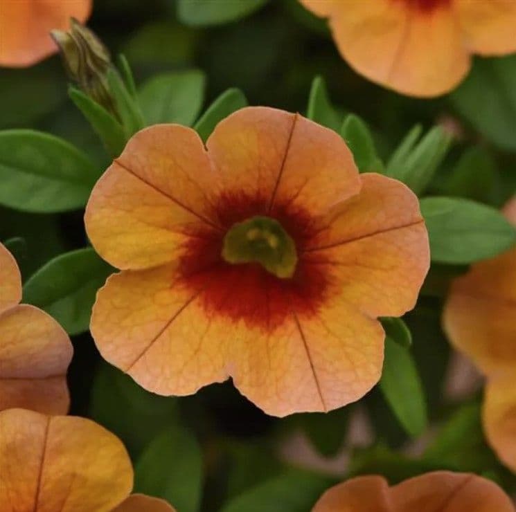 Calibrachoa Cabaret Orange Kiss