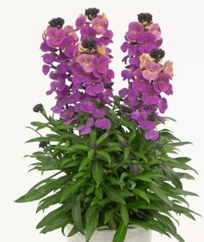 Erysimum Brightside Purple Glow
