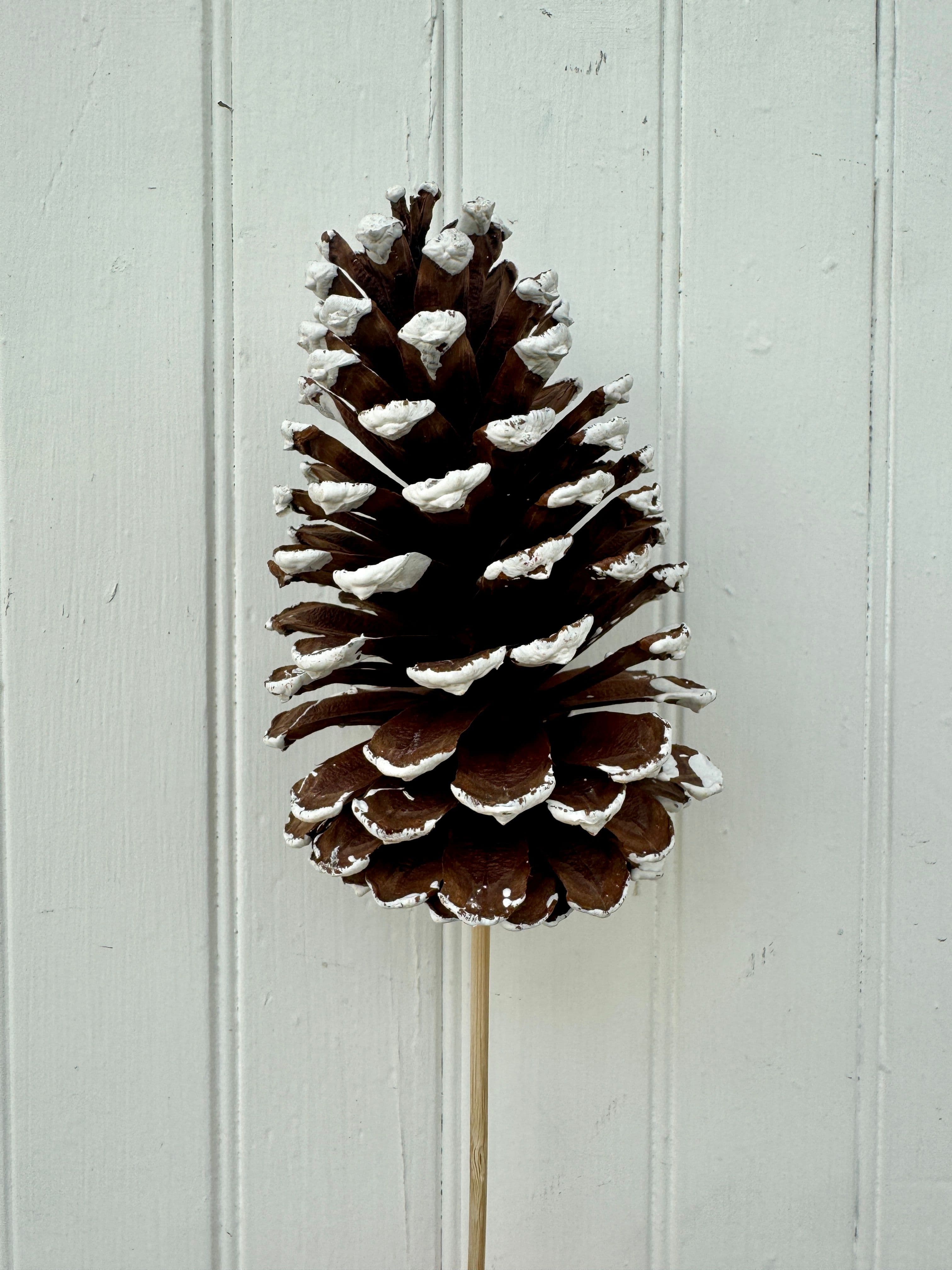 Pine Cone Large White Tip