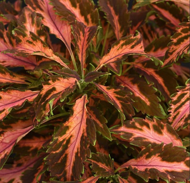 Coleus Premium Sun Coral Candy