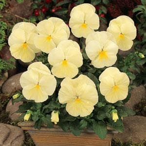 Pansy Spring Matrix Primrose