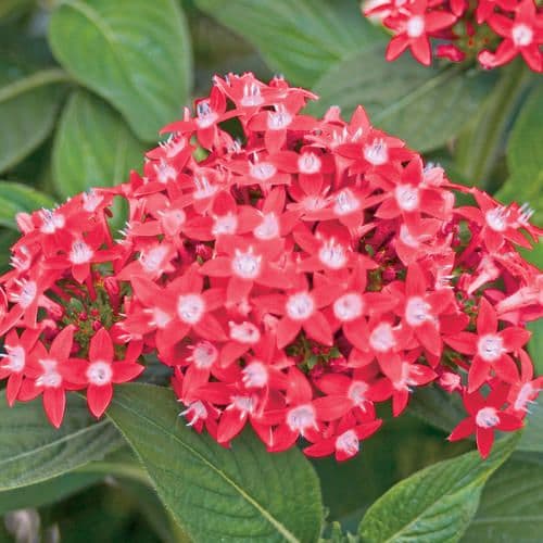 Pentas Butterfly Red