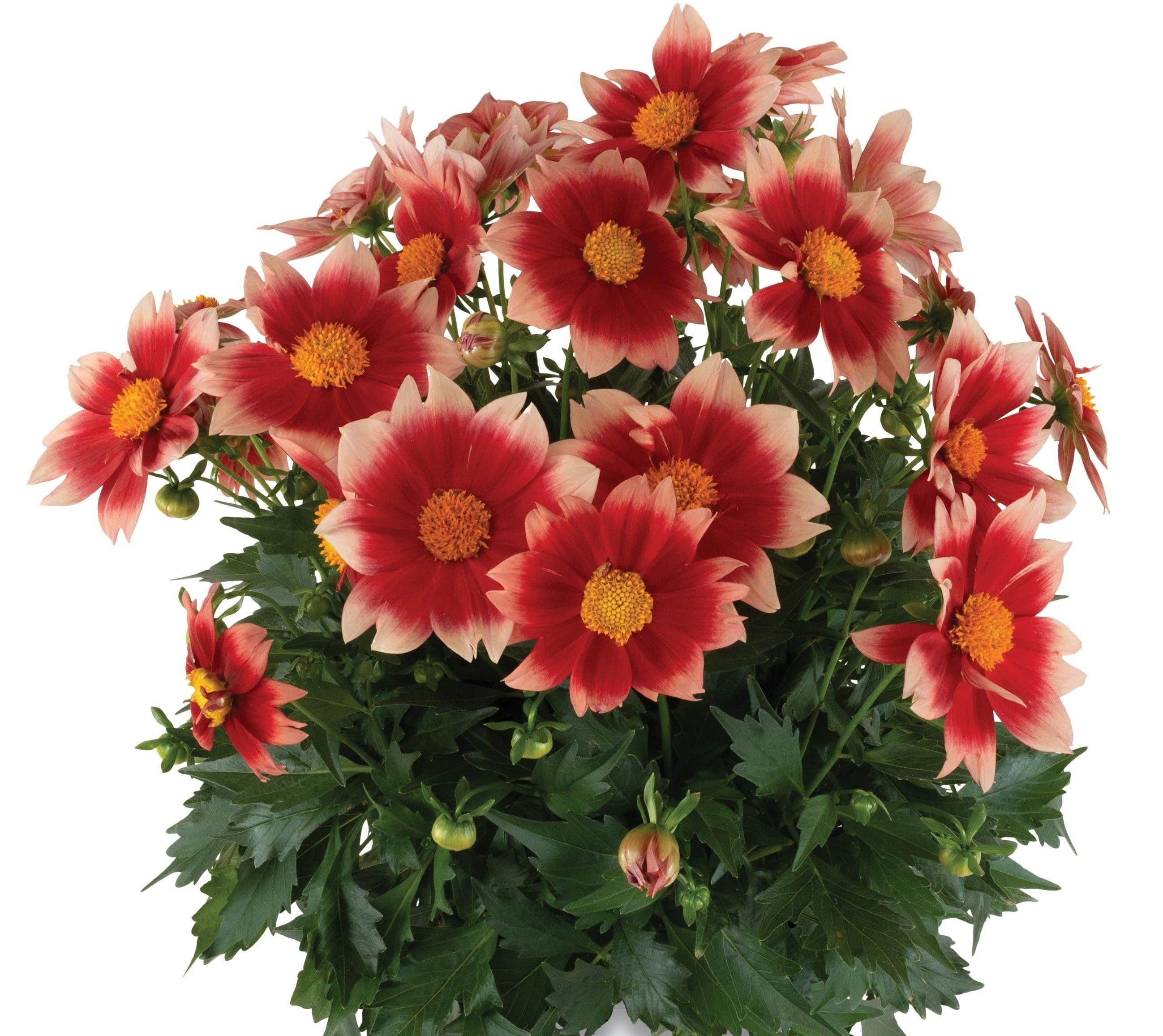 Dahlia Summer Bees Salmon Bicolor