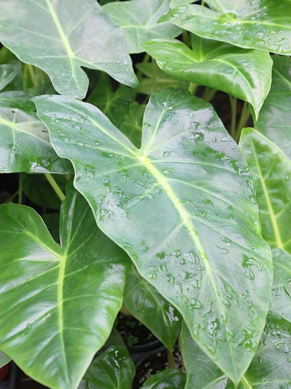 Alocasia Lutea