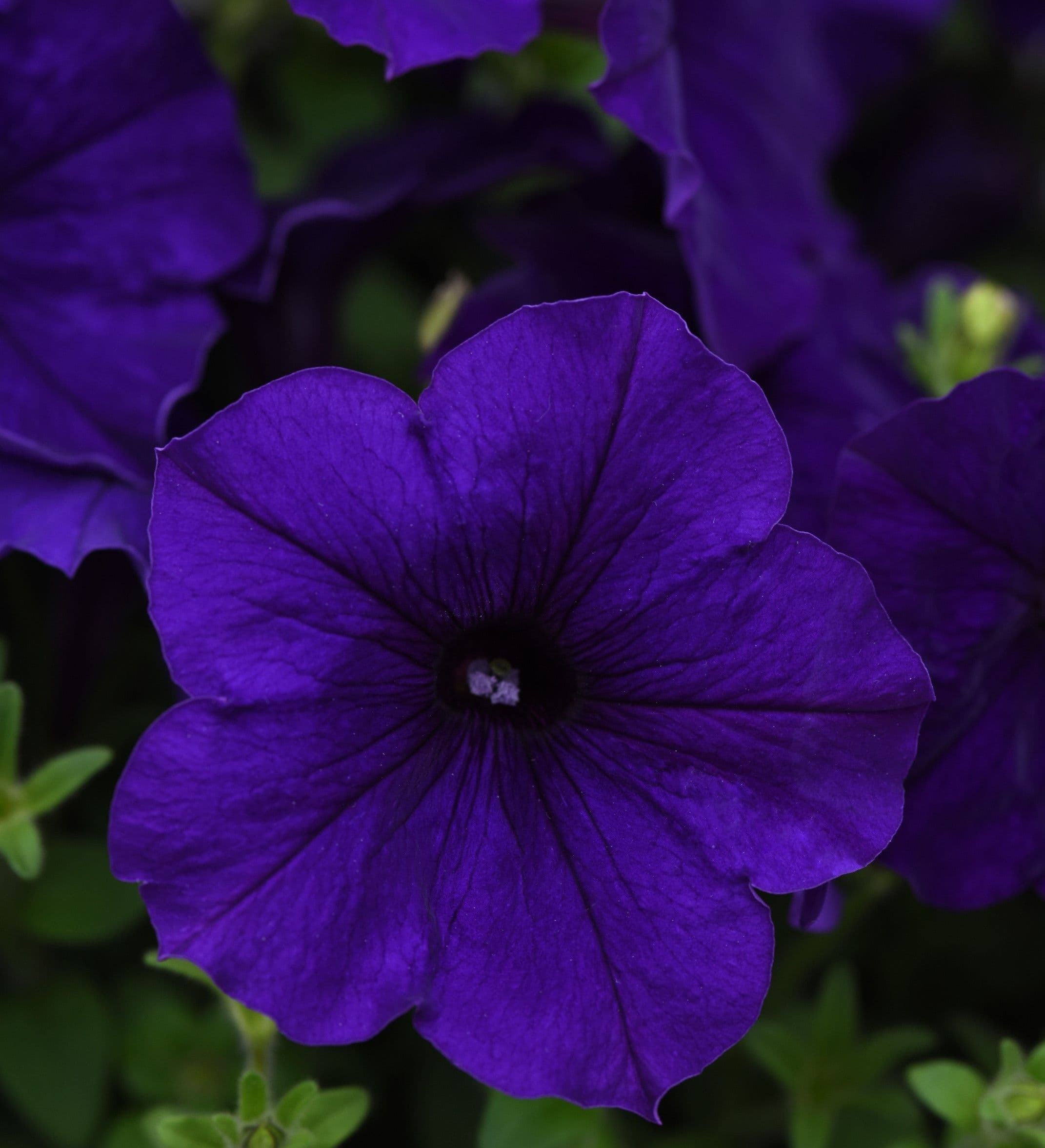 Petunia E3 Easy Wave Blue