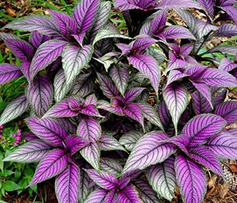 Strobilanthes Persian Shield