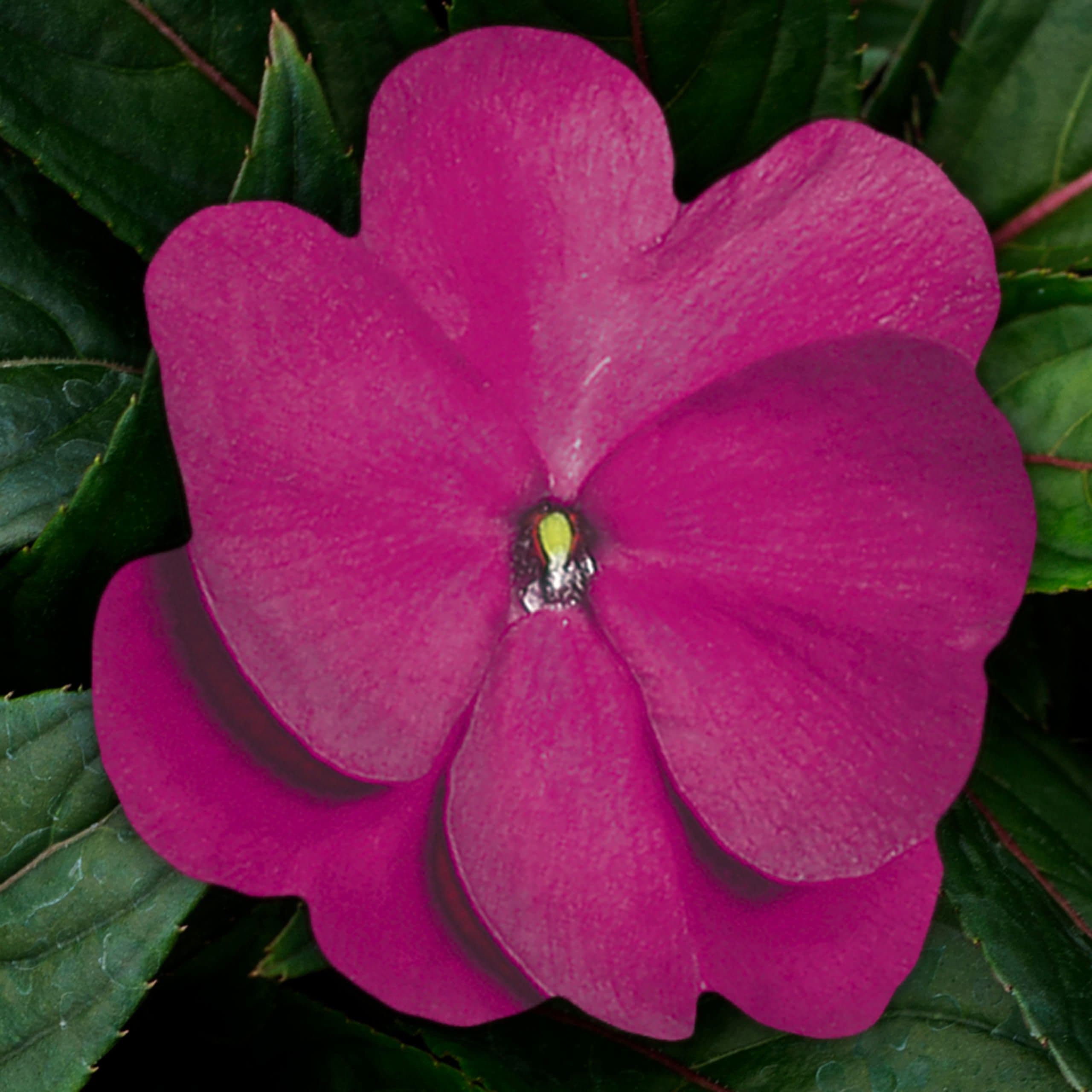 Impatiens NG Super Sonic Purple