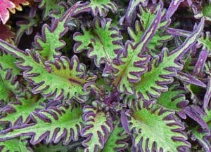 Coleus Under The Sea Lime Shrimp