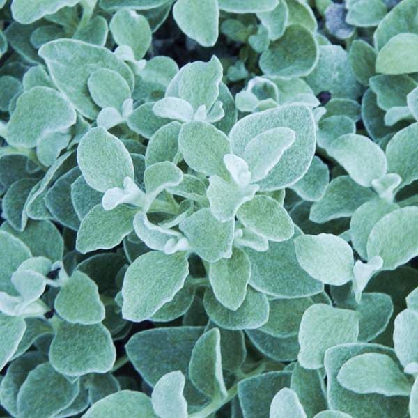 Helichrysum Licorice