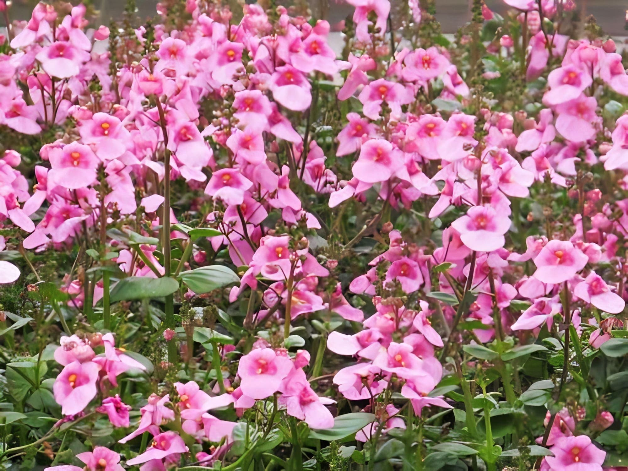 Diascia Darla Light Pink