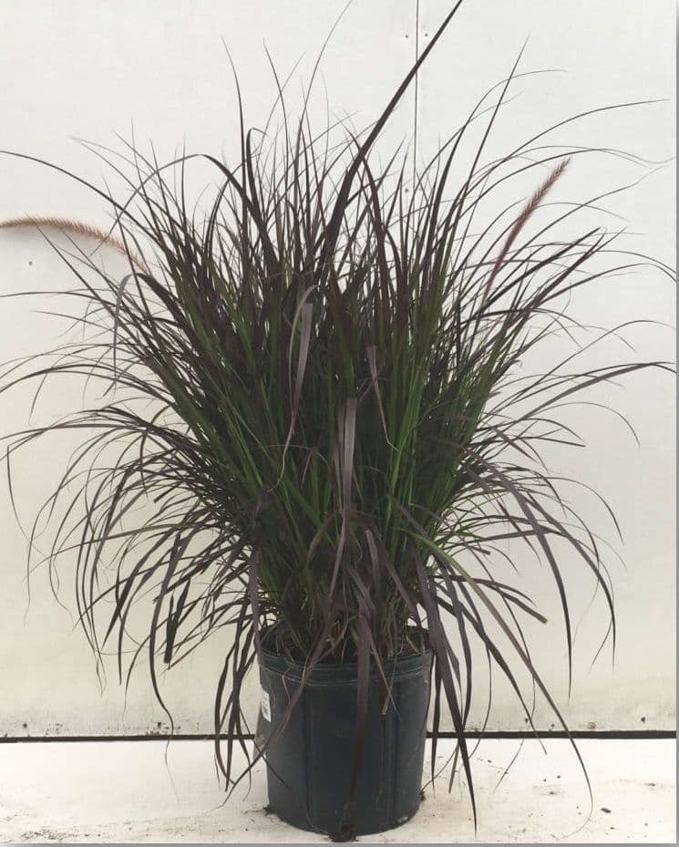 Pennisetum Purple Fountain Grass