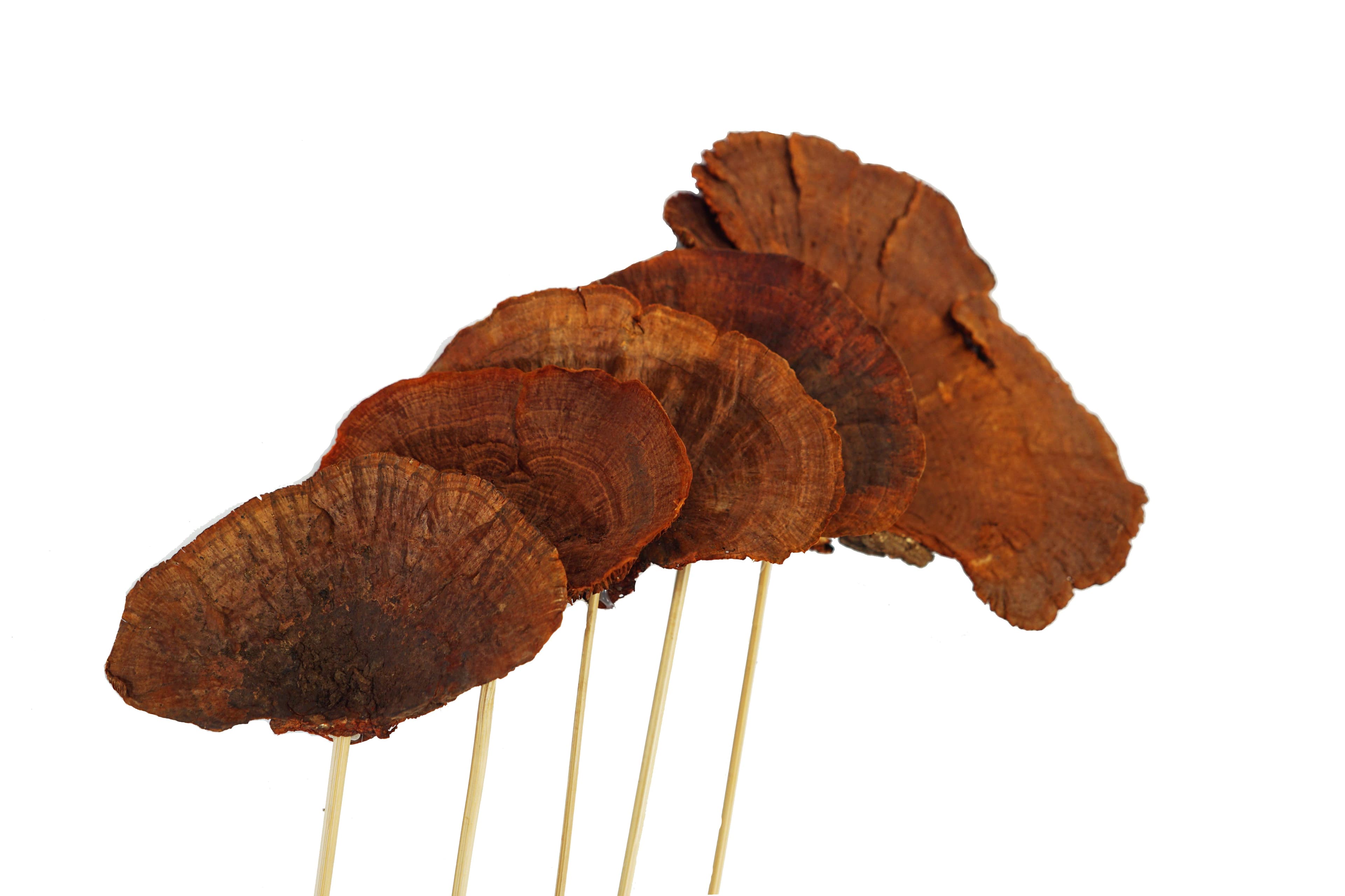 Mushroom Dried Chestnut