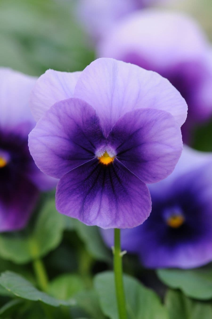 Viola Sorbet XP Beaconsfield
