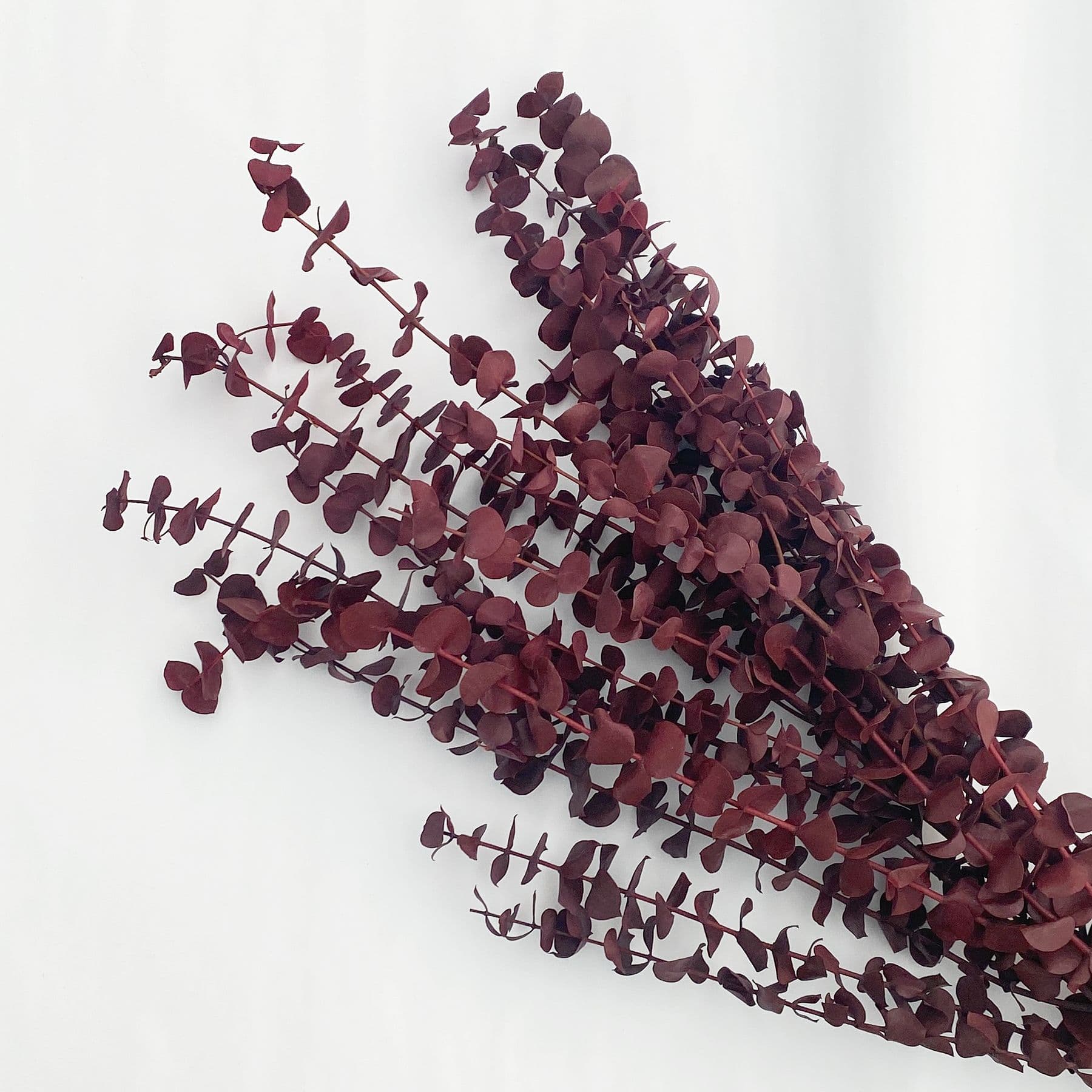 Eucalyptus Preserved Cranberry Bunch