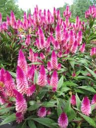 Celosia Intenz Classic