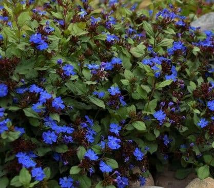 Ceratostigma Plumbaginoides