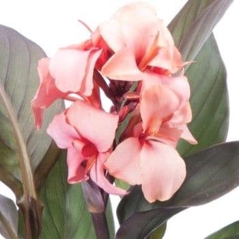 Canna Cannova Bronze Peach