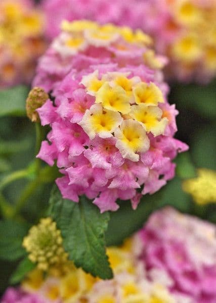 Lantana Shamrock Lavender