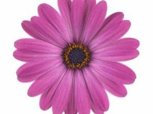 Osteospermum Margarita Dark Pink