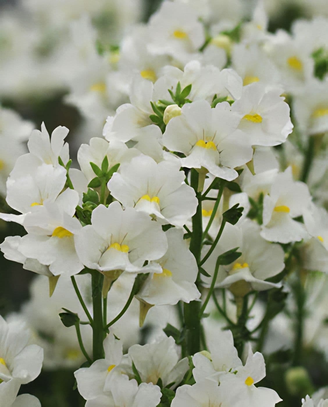 Nemesia Aromatica White