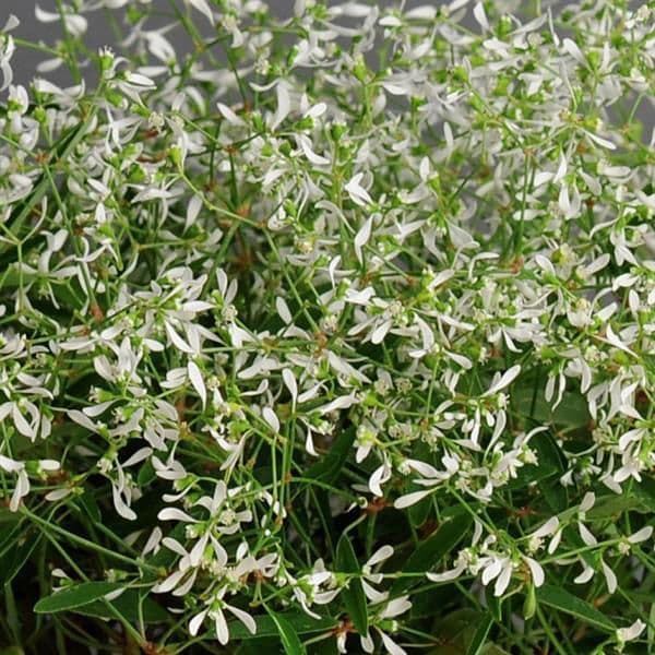 Euphorbia Glitz
