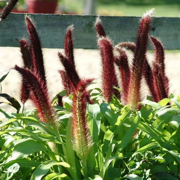 Pennisetum Millet Jade Princess