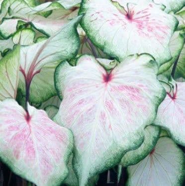 Caladium White Lightning