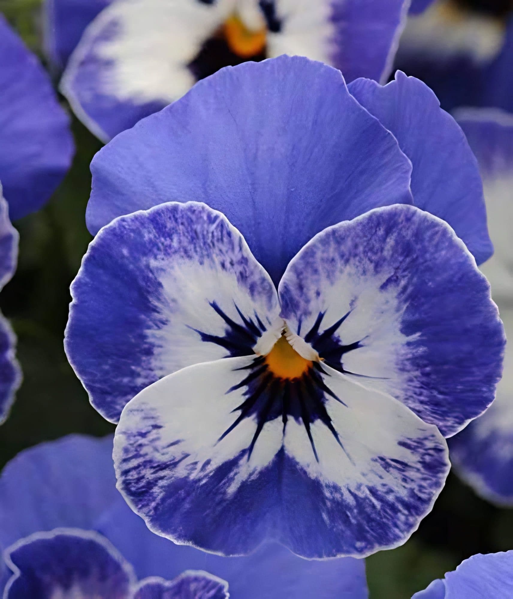 Viola Sorbet Delft Blue