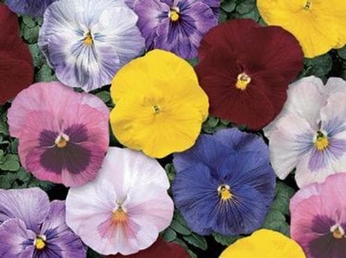 Pansy Delta Monet Mix