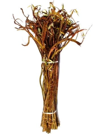 Fantail Willow Medium 40"-48"