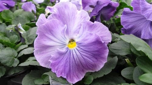 Pansy Spring Matrix Lavender Blue Shades