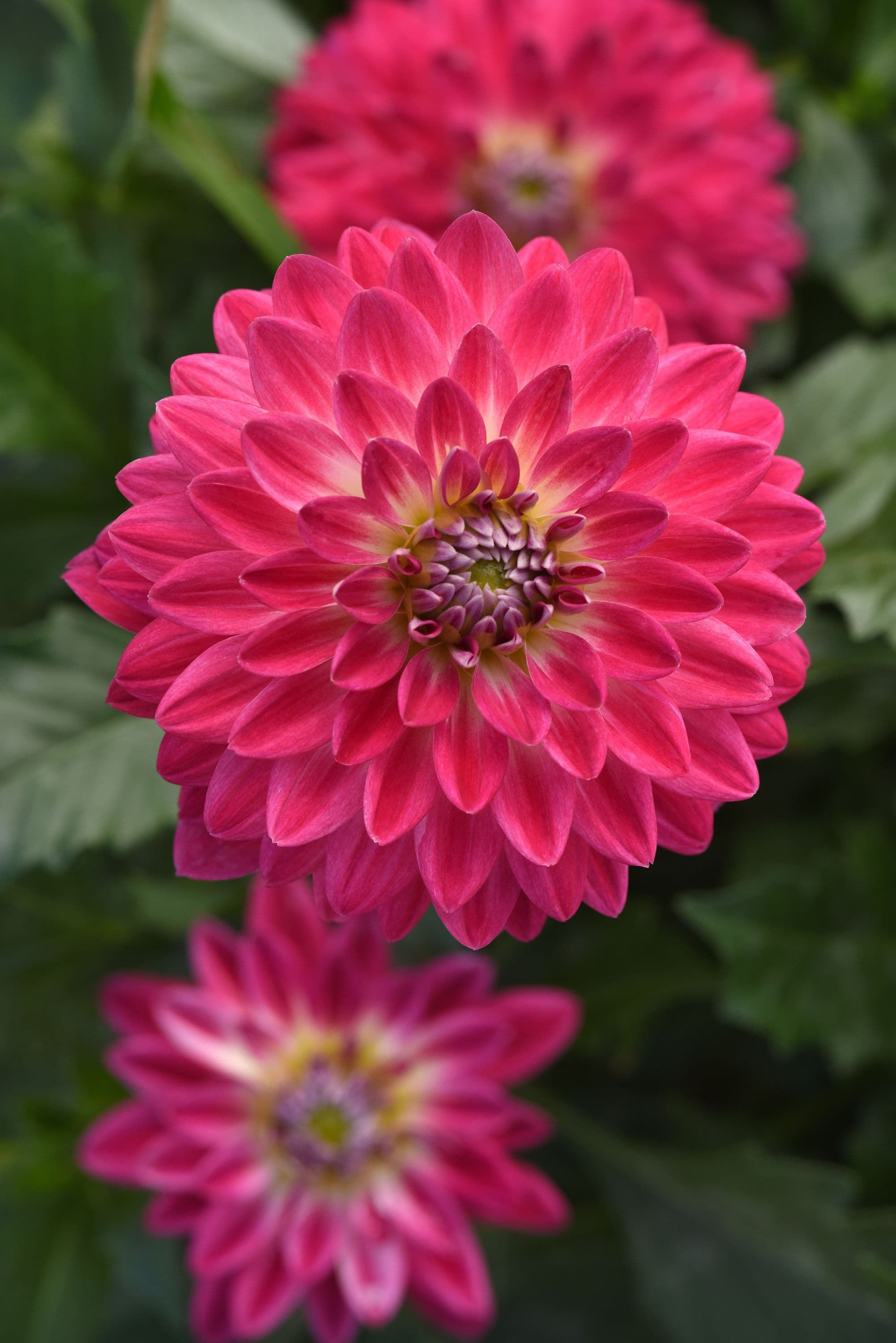 Dahlia Venti Magenta White Eye