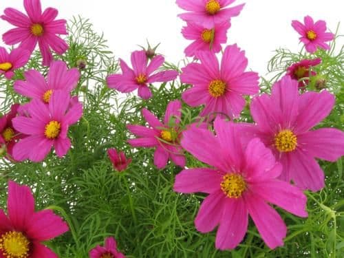 Cosmos Sonata Carmine