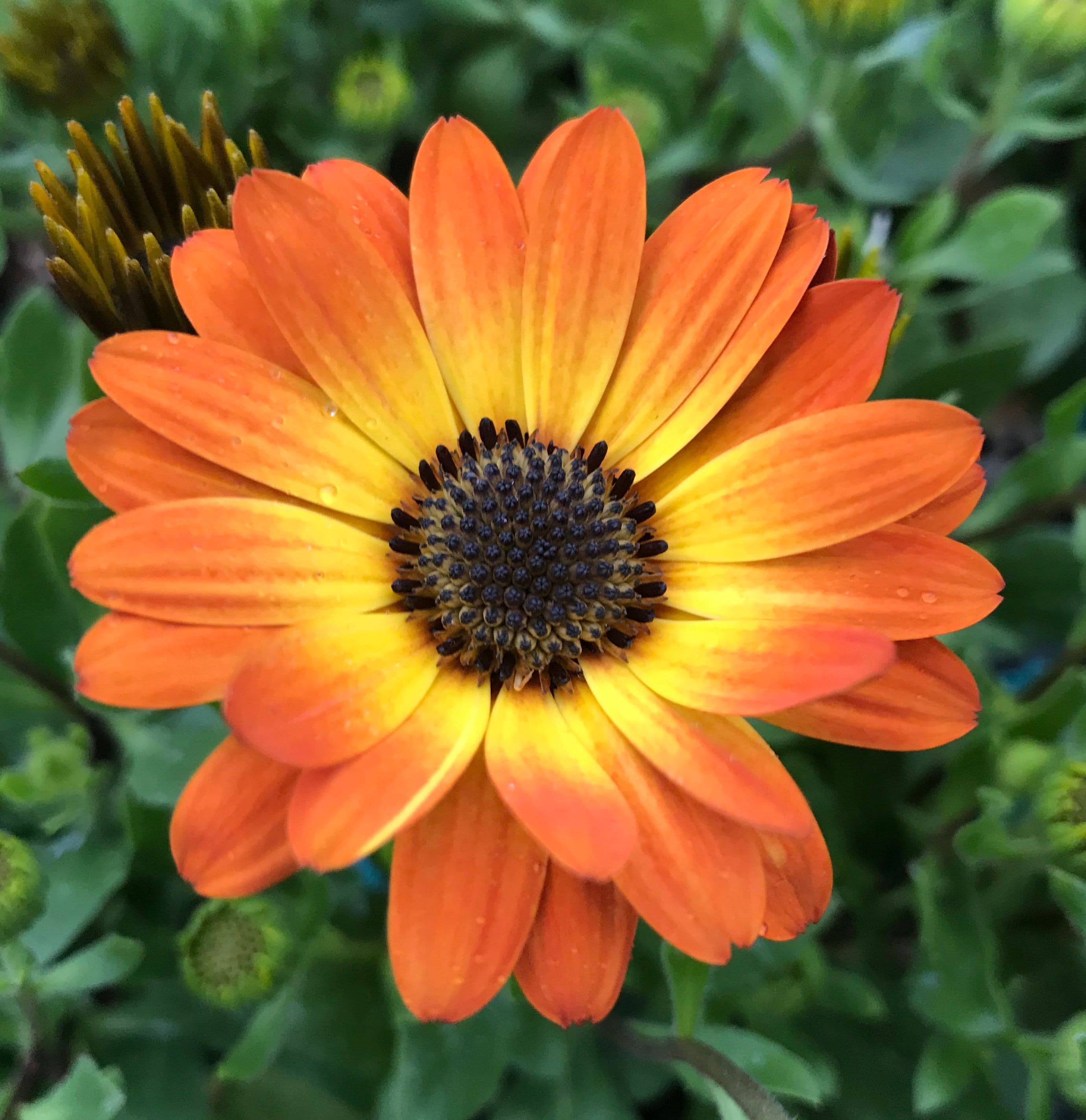 Osteospermum Margarita Orange Flare
