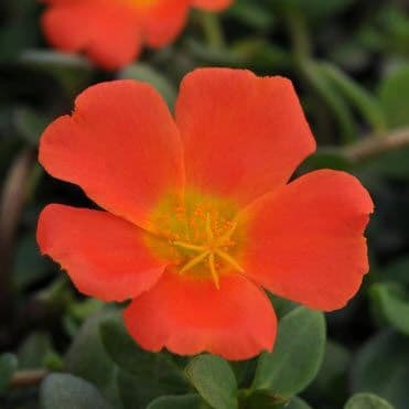 Portulaca Rio Grande Orange