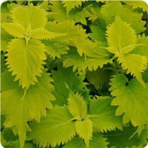 Coleus Wasabi